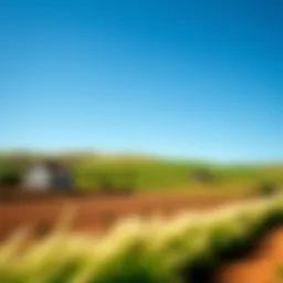 A serene rural landscape showcasing potential home sites under a clear blue sky